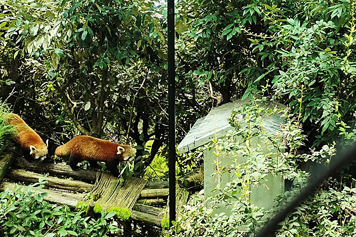 G B Pant High Altitude Zoo