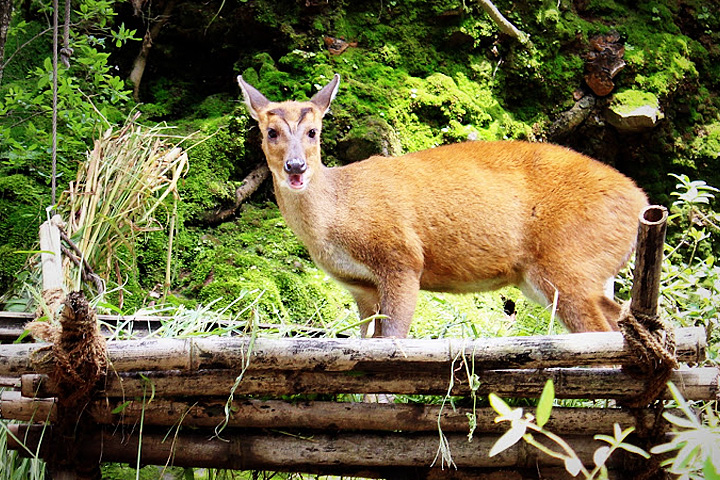 G B Pant High Altitude Zoo