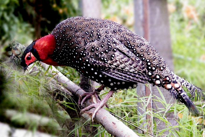 Gamgul Siyabehi Wildlife Sanctuary