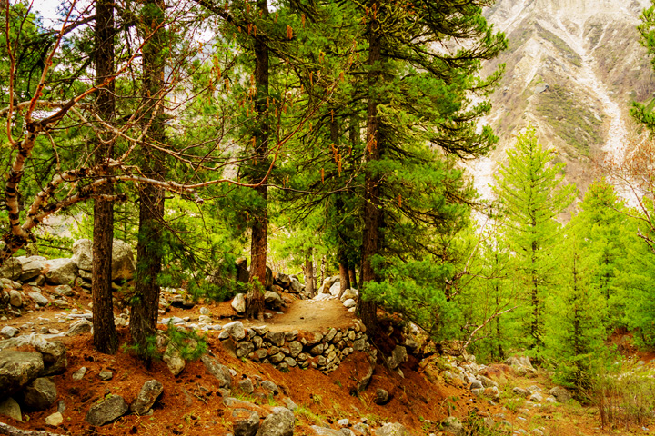 Gangotri National Park
