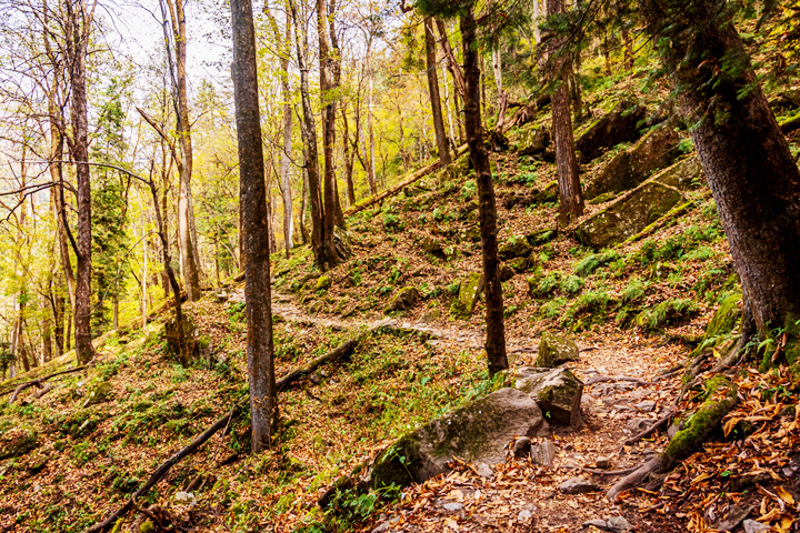 Gangotri National Park