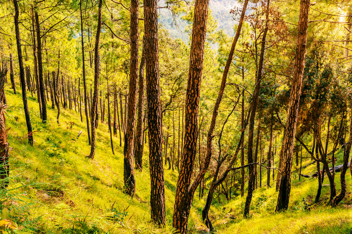 Gangotri National Park