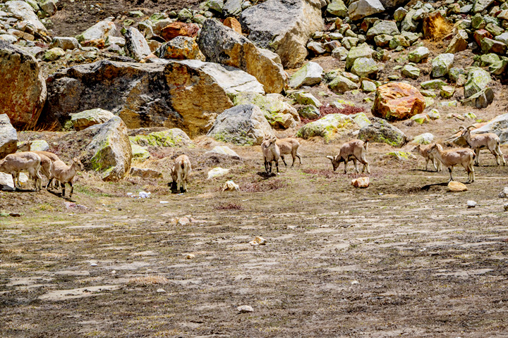Gangotri National Park