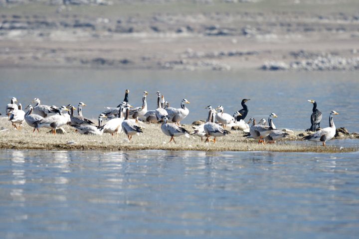 Govind Sagar Wildlife Sanctuary