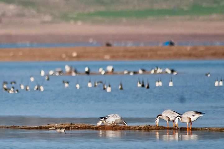 Govind Sagar Wildlife Sanctuary