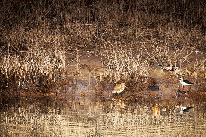 Govind Sagar Wildlife Sanctuary