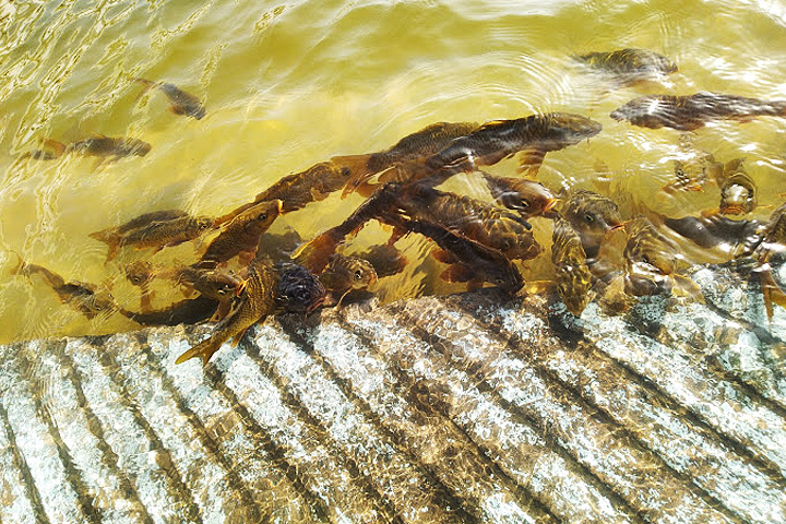 Gurudwara Shri Nankana Sahib