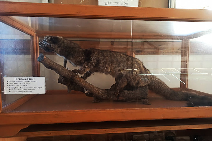 Himalayan Botanical Garden