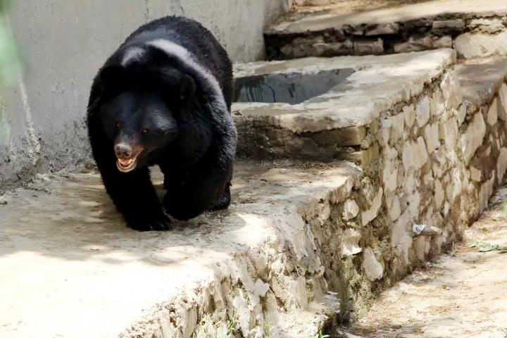 Himalayan Nature Park (Kufri Zoo)