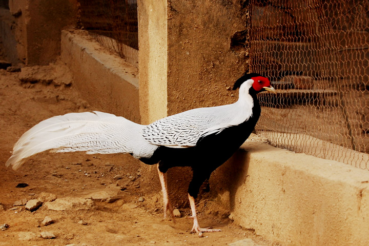 Himalayan Nature Park (Kufri Zoo)