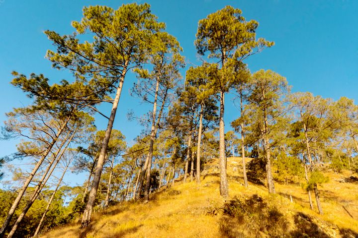 Hippie Hill (Cranks Ridge)