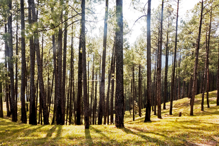 Hippie Hill (Cranks Ridge)