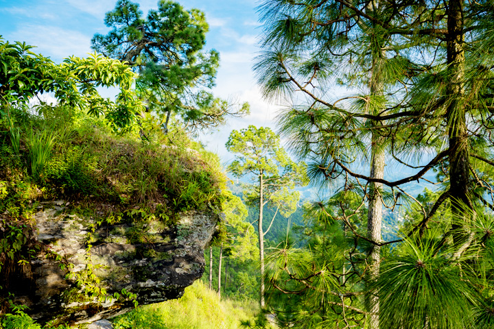 Hippie Hill (Cranks Ridge)