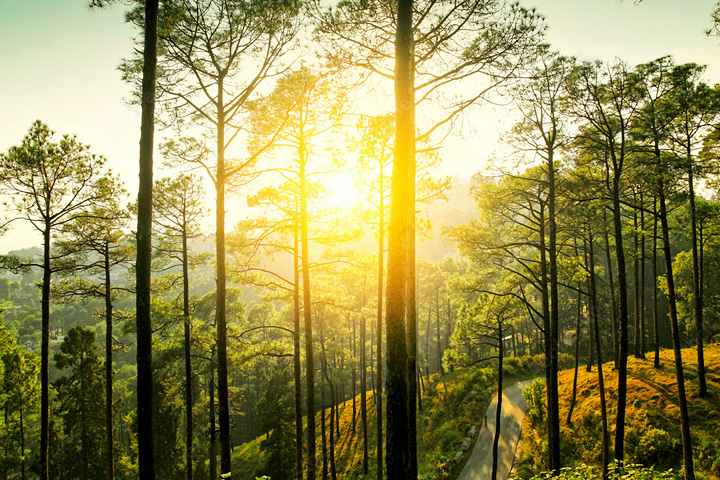 Hippie Hill (Cranks Ridge)
