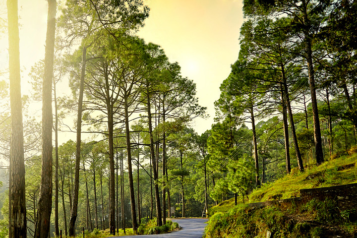 Hippie Hill (Cranks Ridge)