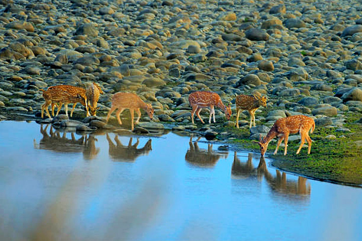 Jim Corbett National Park