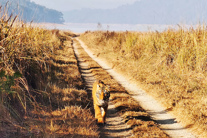 Jim Corbett National Park
