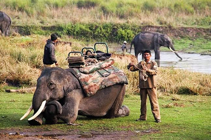Jim Corbett National Park