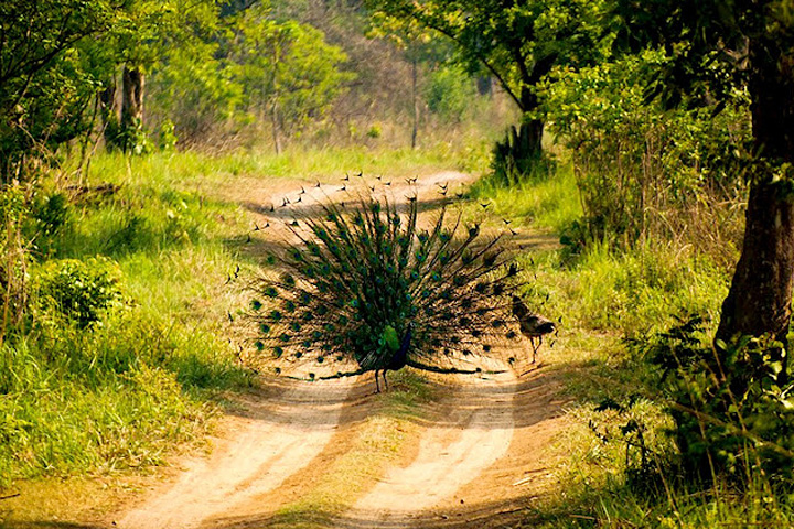 Jim Corbett National Park