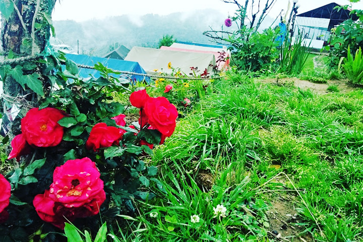 Kanatal Orchids Camp