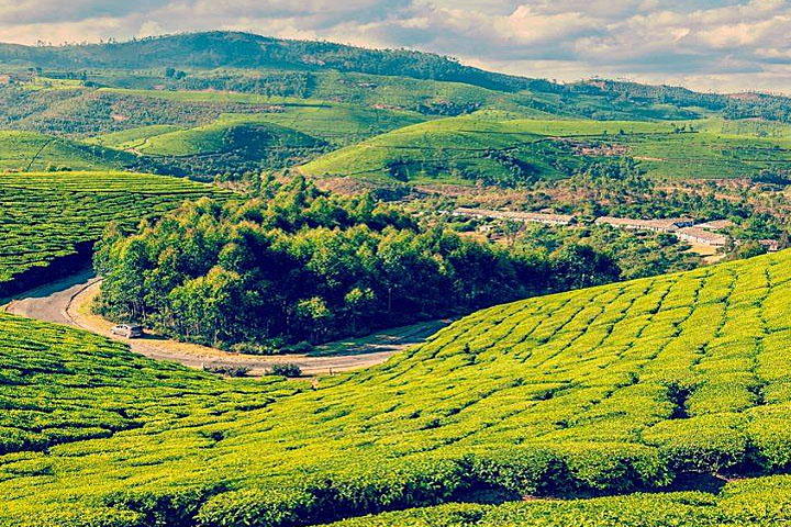 Kausani Tea Estate