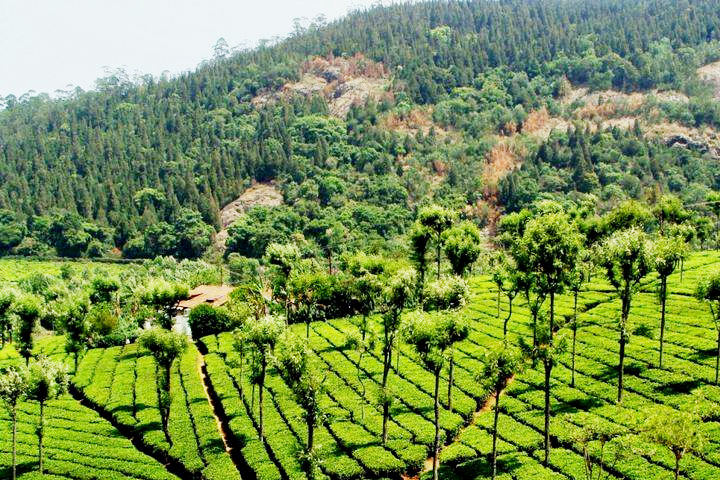 Kausani Tea Estate