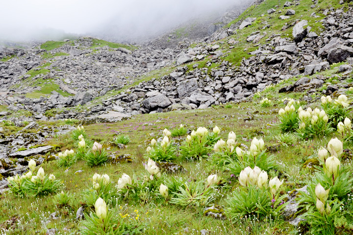 Kedarnath Wildlife Sanctuary