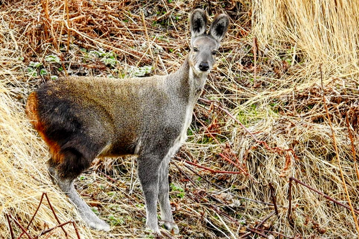 Kedarnath Wildlife Sanctuary