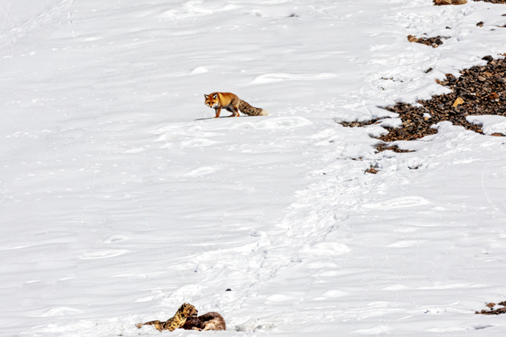 Kibber Wildlife Sanctuary