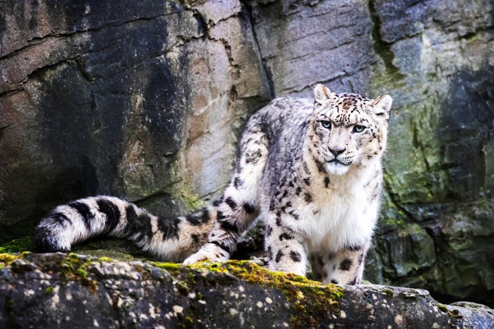 Kibber Wildlife Sanctuary