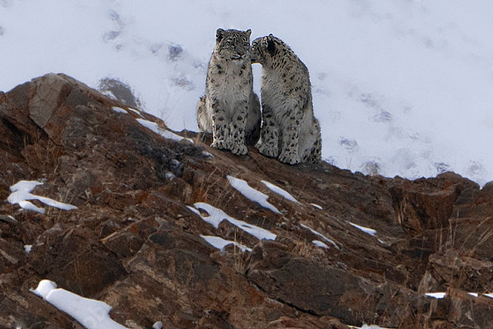 Kibber Wildlife Sanctuary