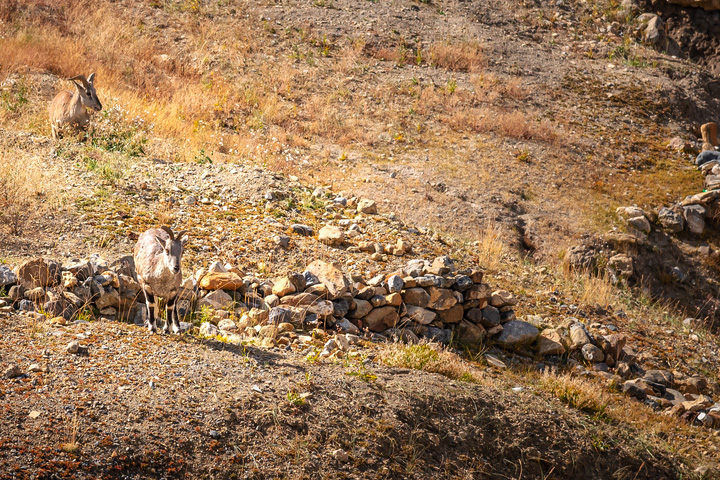 Kibber Wildlife Sanctuary