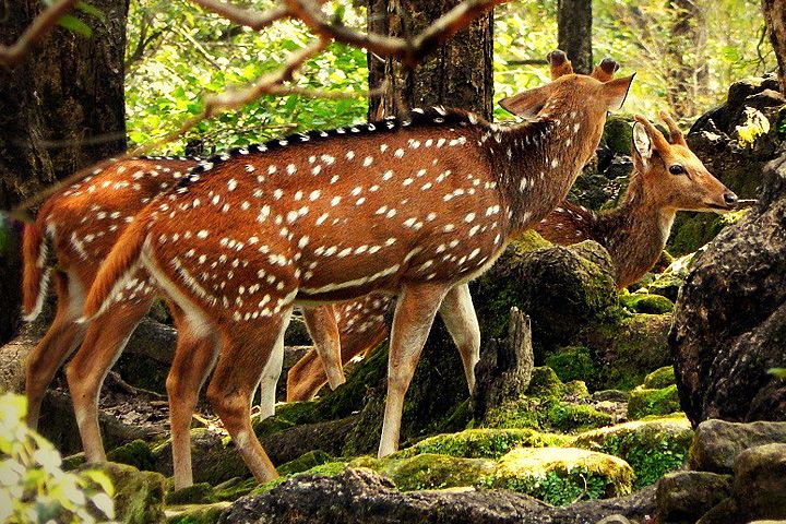Malsi Deer Park