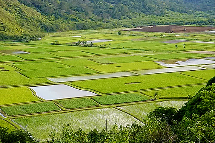 Manjhgaon (Dwar) Village