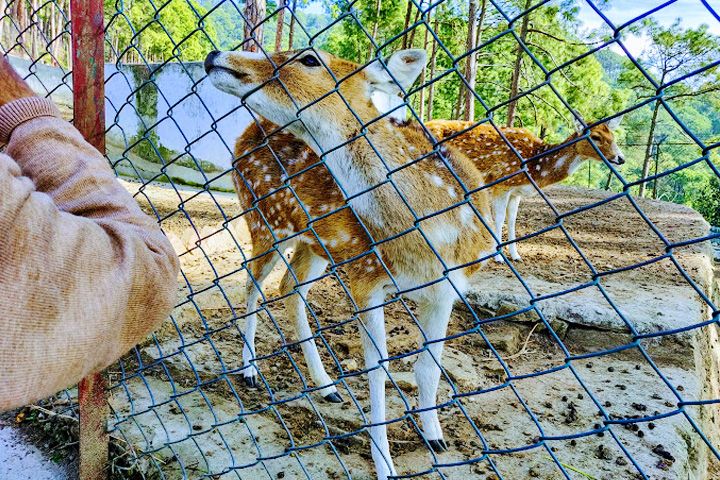 Mrig Vihar Zoo (Deer Park)