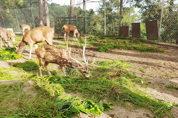 Mrig Vihar Zoo (Deer Park)