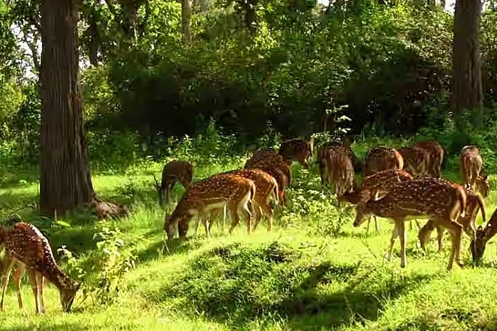 Mrig Vihar Zoo (Deer Park)