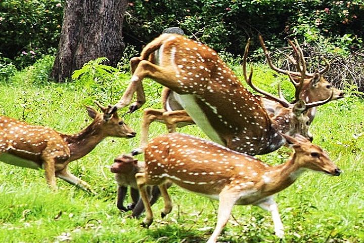 Mrig Vihar Zoo (Deer Park)