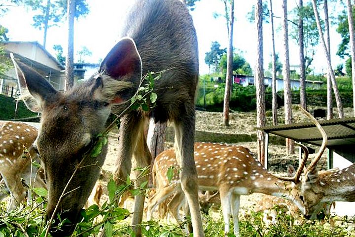 Mrig Vihar Zoo (Deer Park)