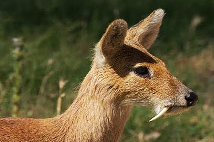Musk Deer Breeding Farm