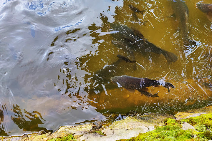 Nachiketa Tal Lake Temple