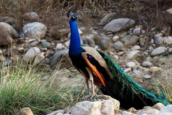 Nandhaur Wildlife Sanctuary