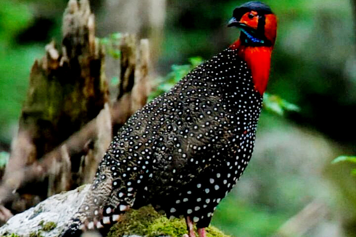 Nargu Wildlife Sanctuary