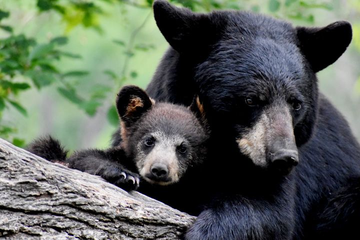 Nargu Wildlife Sanctuary