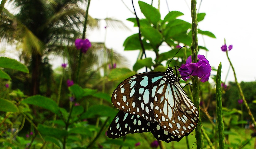 Ovalekar Wadi Butterfly Garden