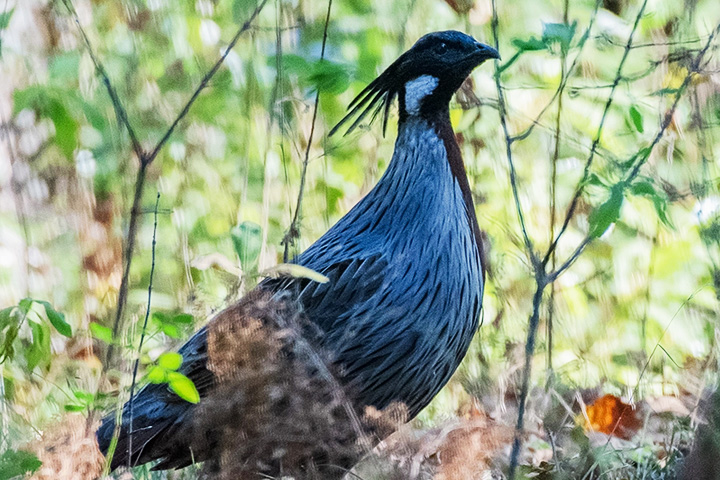 Pangot Bird Sanctuary and Kilbury Wildlife