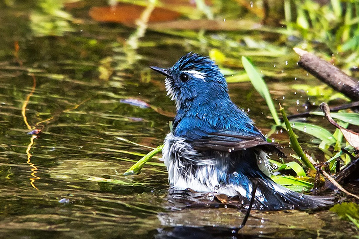 Pangot Bird Sanctuary and Kilbury Wildlife