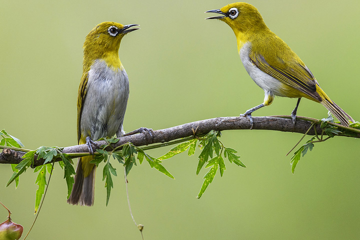 Pangot Bird Sanctuary and Kilbury Wildlife