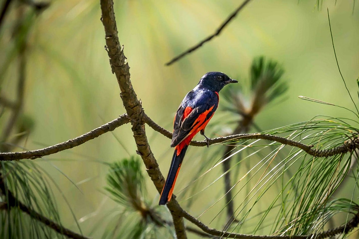 Pangot Bird Sanctuary and Kilbury Wildlife