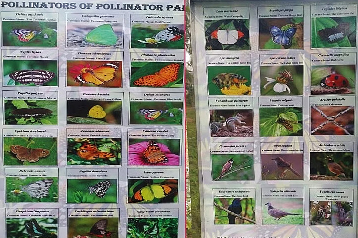 Pollinator Park (Biodiversity Park)